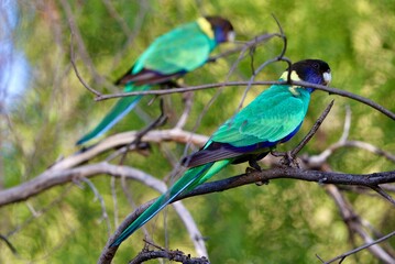 parrots on branch