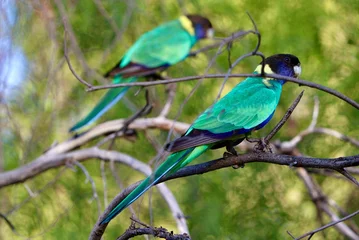 Fototapeten Lila parrots on branch  © Ka
