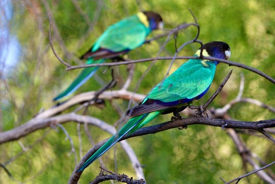 parrots on branch