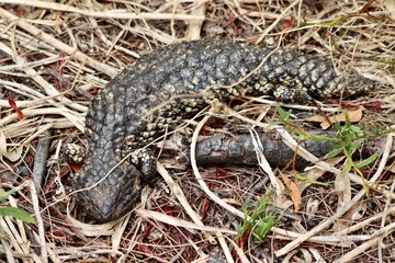 Tiliqua rugosa