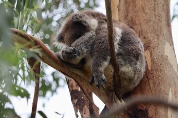 koala sleeping on a tree © Ka