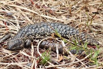 Tiliqua rugosa