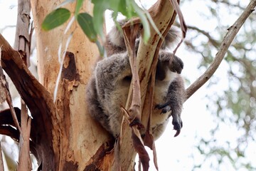 Fototapeta premium koala sleeping on a tree