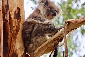koala sleeping on a tree
