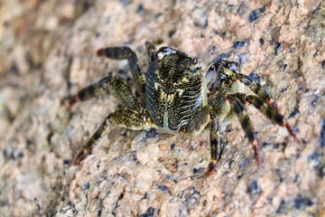 crab on a rock