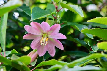pink and white flower