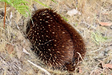 echidna