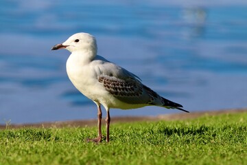 seagull on the beach