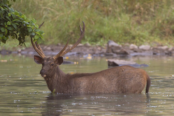 Sambar - Rusa unicolor buck standing in water with water and green vegeation in background. Photo from Ranthambore National Park, Rajasthan, India.