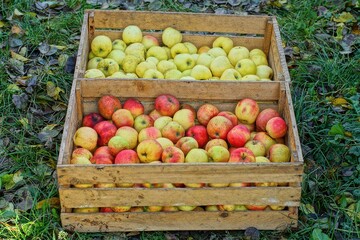 two large wooden boxes with delicious ripe aromatic yellow and red healthy sweet autumn apples picked from a tree stand on the green grass during the day in the garden