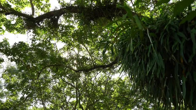 Bottom up view lush green foliage trees sun morning. Low angle shot trees row woods tall forest sunshine.