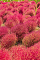 コキアの紅葉（ひたち海浜公園）