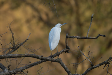 Little egret - Egretta garzetta perched at brown background. Photo from Ranthambore National Park, Rajasthan, India.	