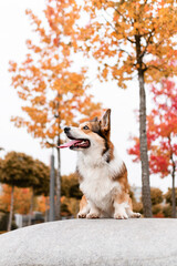 A corgi poses in a fall park