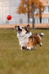 A corgi plays with a ball in the fall at the park
