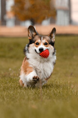 A corgi plays with a ball in the fall at the park