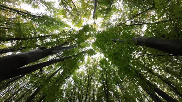 Crown and foliage of beech trees in the forest. Bottom view