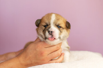 Cute one-week old welsh corgi puppy on a purple background