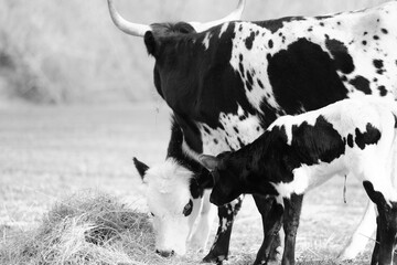 Corriente cow family on farm, spotted cattle with calf eating hay in black and white.