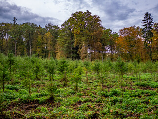 Wiederaufforstung im Mischwald durch anpflanzen von jungen Bäumen