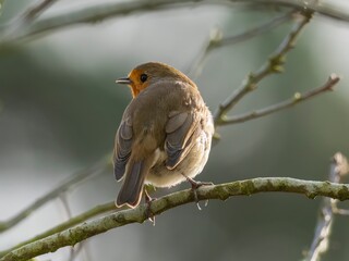 You think I can't see you, but I know you're watching me!  A eurasian robin in winter looking for food
