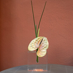 macro of beautiful and elegant Anthurium