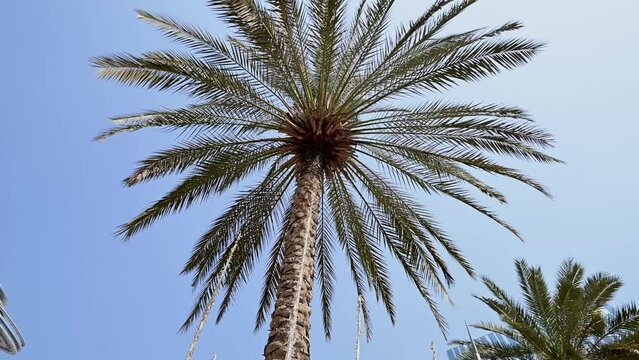 Scenic View of Dates Farming in Al Ain