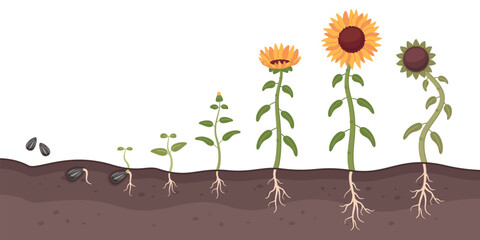 Sunflower growth process. Cartoon oilseed culture. Development and maturation stages. Farm plant life cycle. Seed germination. Flower growing. Sprout cultivation. Recent vector concept