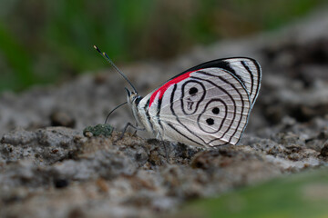 Fototapeta na wymiar mariposa roja