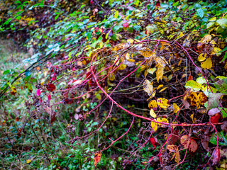 Brombeerpflanze in herbstlichen Farben
