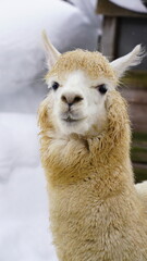 アルパカ