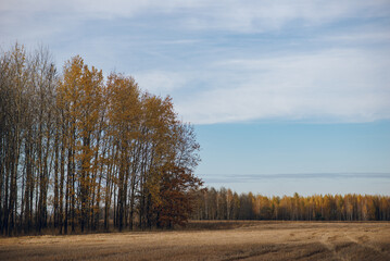 Orange and yellow fall landscape