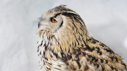 シベリアワシミミズク