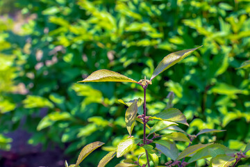 Japanese beauty or Callicarpa japonica in spring in the Dnepropetrovsk Botanical Garden in Ukraine.