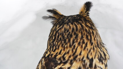 ユーラシアワシミミズク