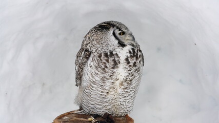 アメリカワシミミズク