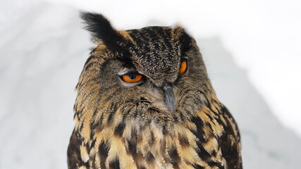 ユーラシアワシミミズク