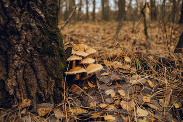 poisonous white mushrooms in the fall forest among orange leaves.