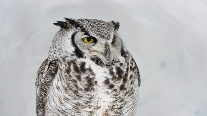 Obraz premium アメリカワシミミズク