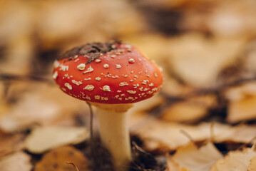 agaric fly agaric in an autumn forest