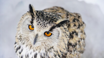 シベリアワシミミズク