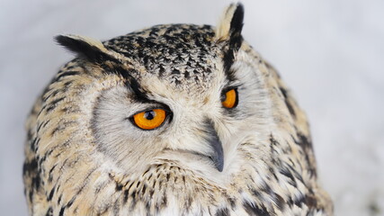 シベリアワシミミズク