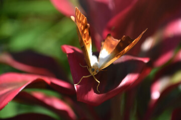 Stunning White and Orange Butterfly in a Garden
