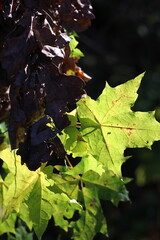 Green maple leaves close up in the forest, natural background