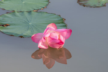 Beautiful lotus flower.