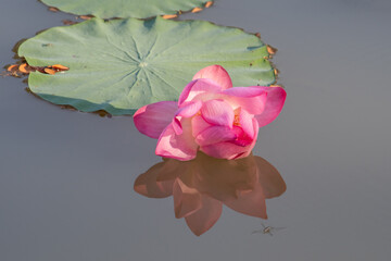 Beautiful lotus flower.