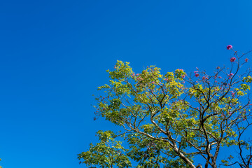 Green and Yellow Leaves on a Tropical Tree with Pink Flowers.
