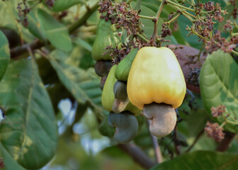 Bunch of ripe and raw cashew apple hanging on cashew tree branch, soft and selective focus.