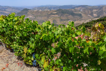 Fototapeta na wymiar Ripe black grapes on the vine