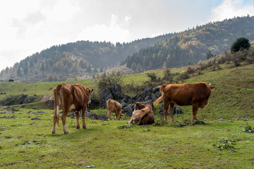 Fototapeta na wymiar Cow farms in a mountain nature. Mountain cow pasture in high attitude.